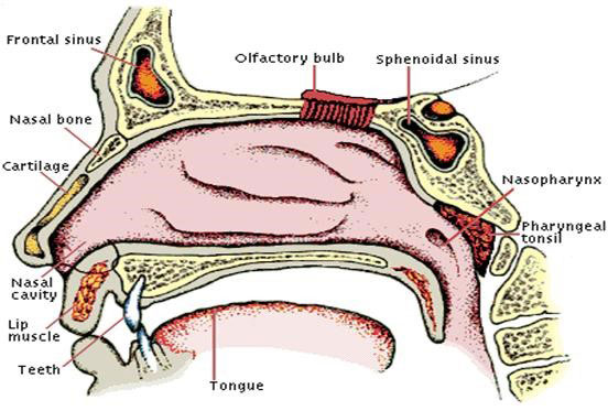 Anatomy of the Nose | Nasal Bones, Cartilage, & More